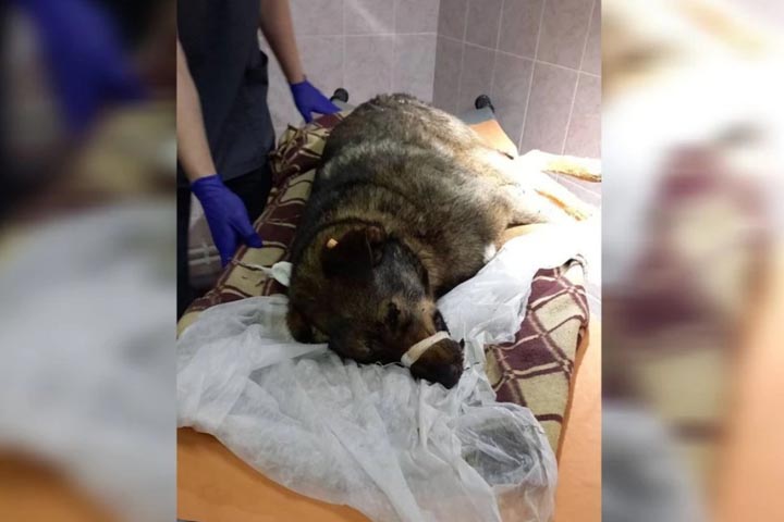 В Черногорске на глазах у детей неизвестный выстрелил собаке в голову  